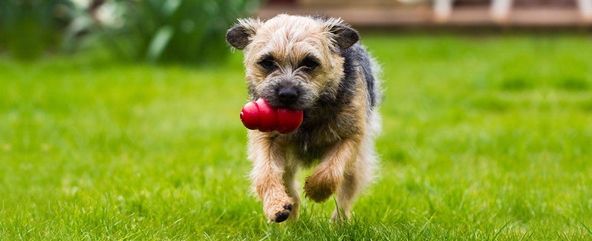 Everything you should know about the natural remedies for itchy dogs